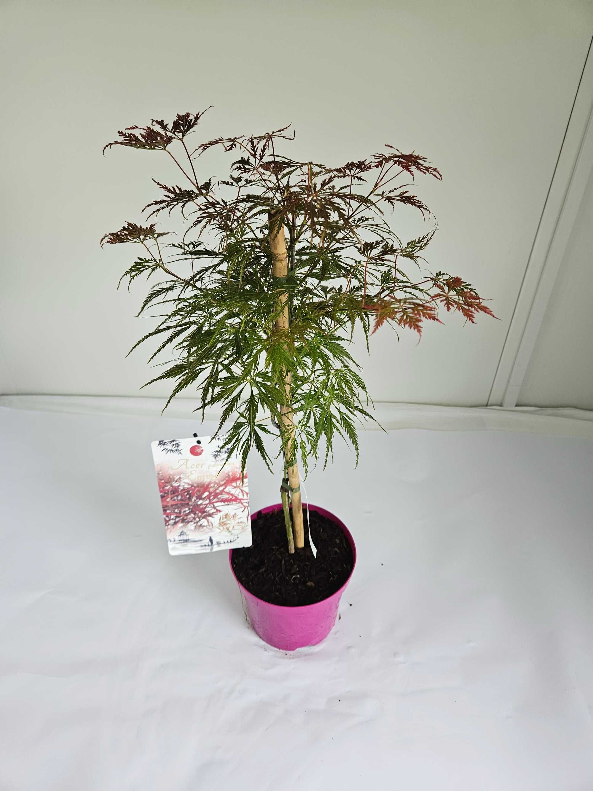 Klon Palmowy 'Emma' (Acer palmatum 'Emma')
