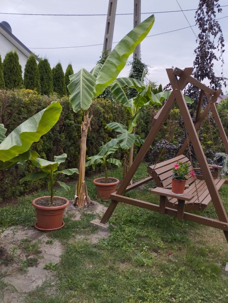 Bananowiec około 150 cm albo 180 i największy 240 cm  awokado 160cm