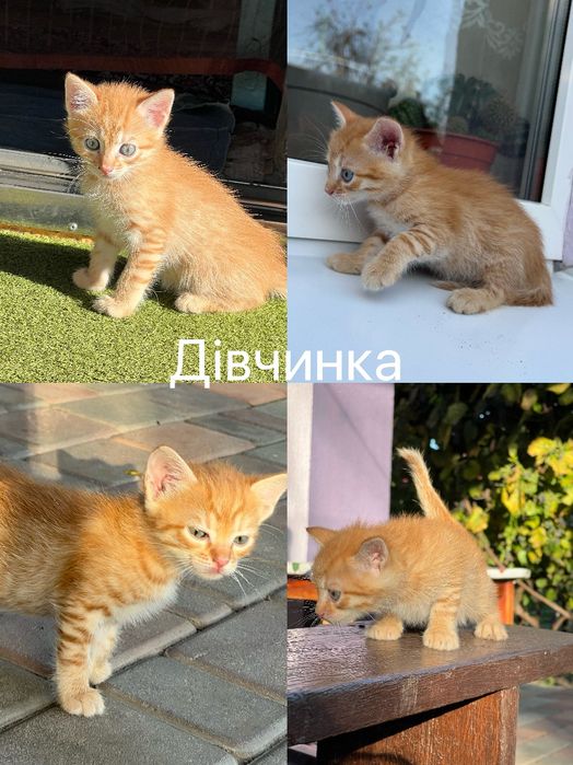 Руда та бежева кішечки