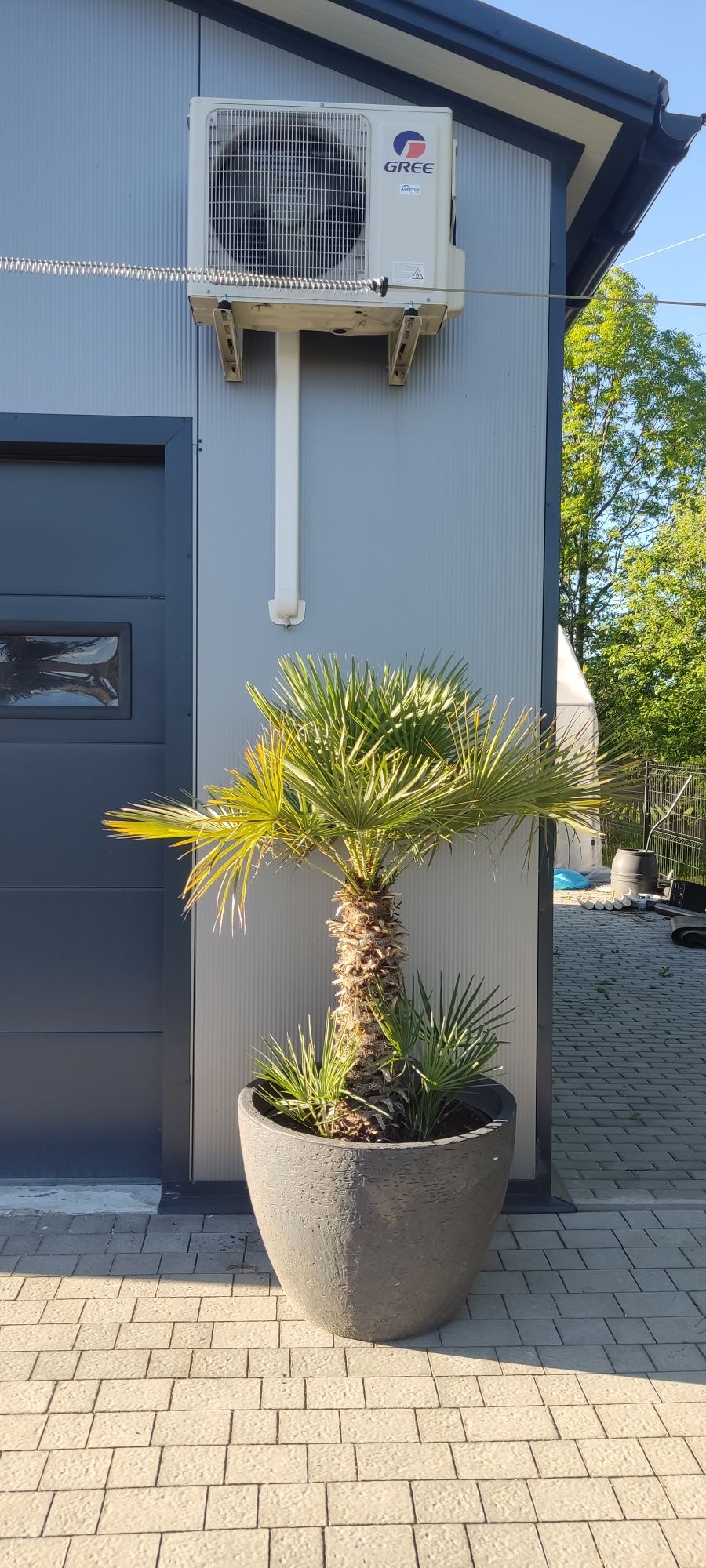 Palma karłatka chamaerops humilis