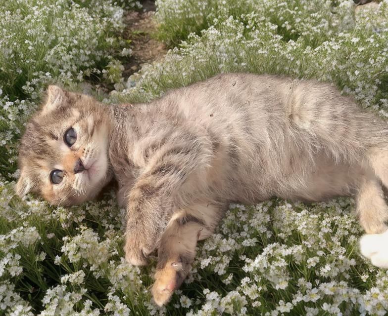 Малеча шукає люблячу родину