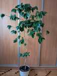Figa figowiec duży kawa bonsai unikat