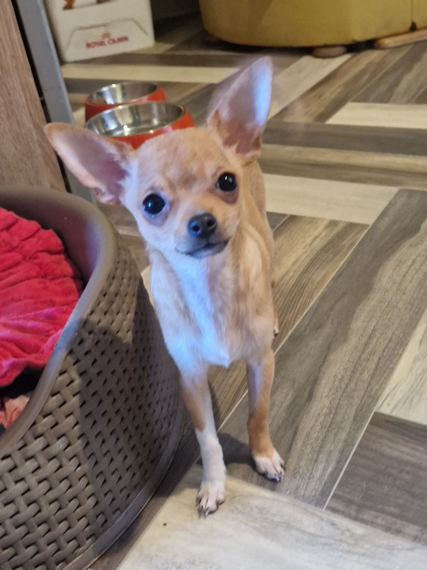Dziewczynk Złota Chihuahua