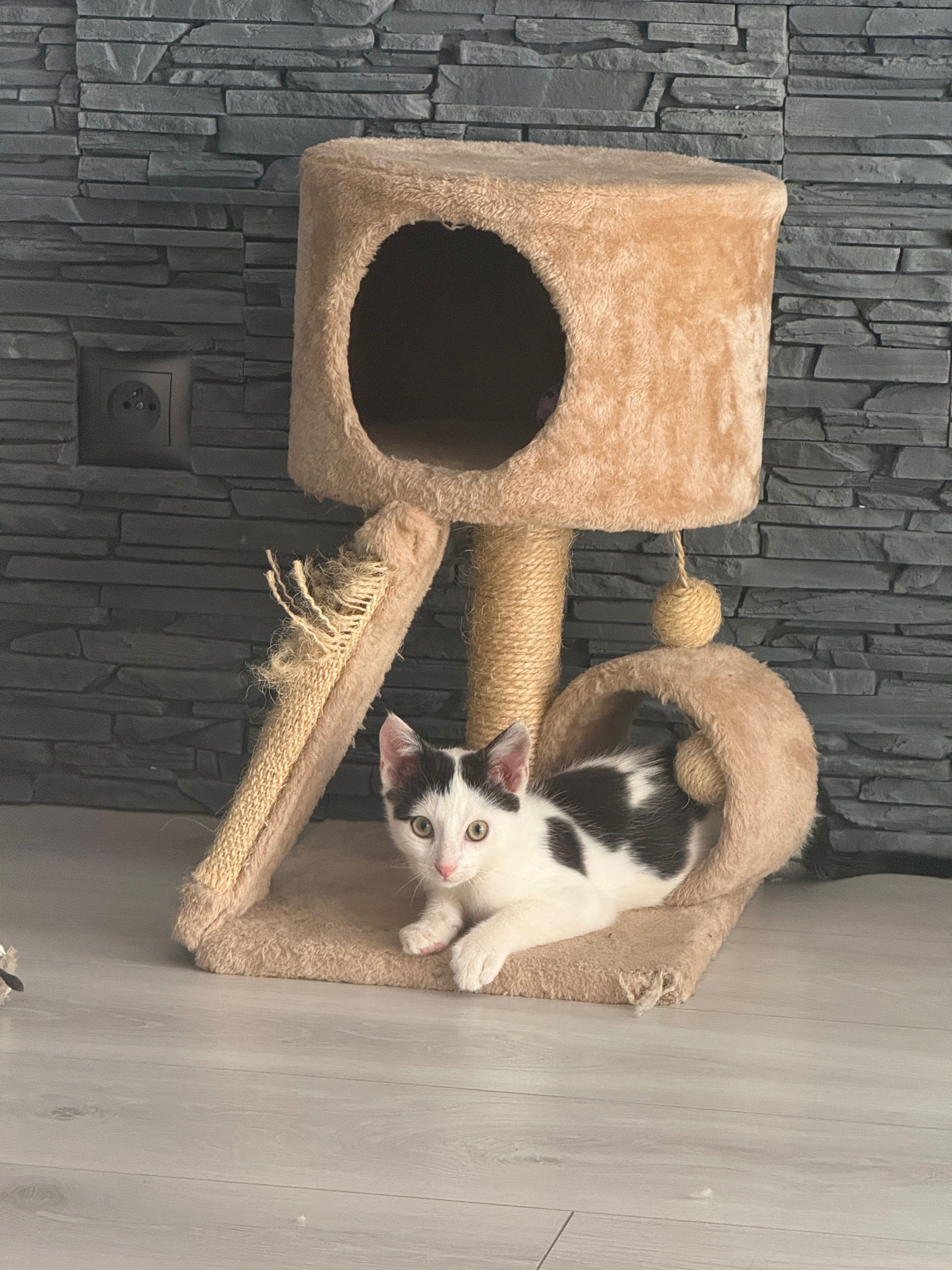 Fotek kotek do adopcji
