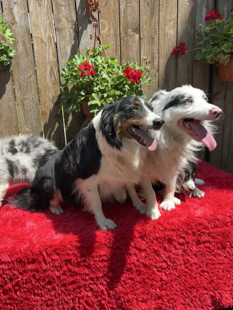 Border collie- piesek blue-merle