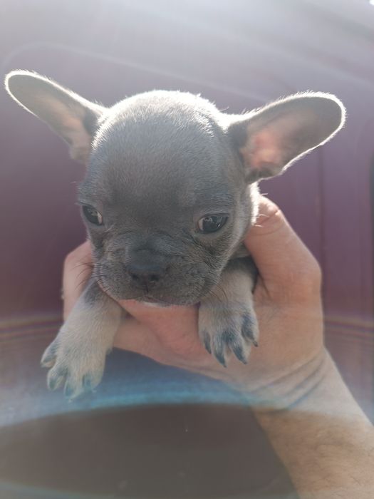 Французький бульдожка хлопці та дівки доставимо