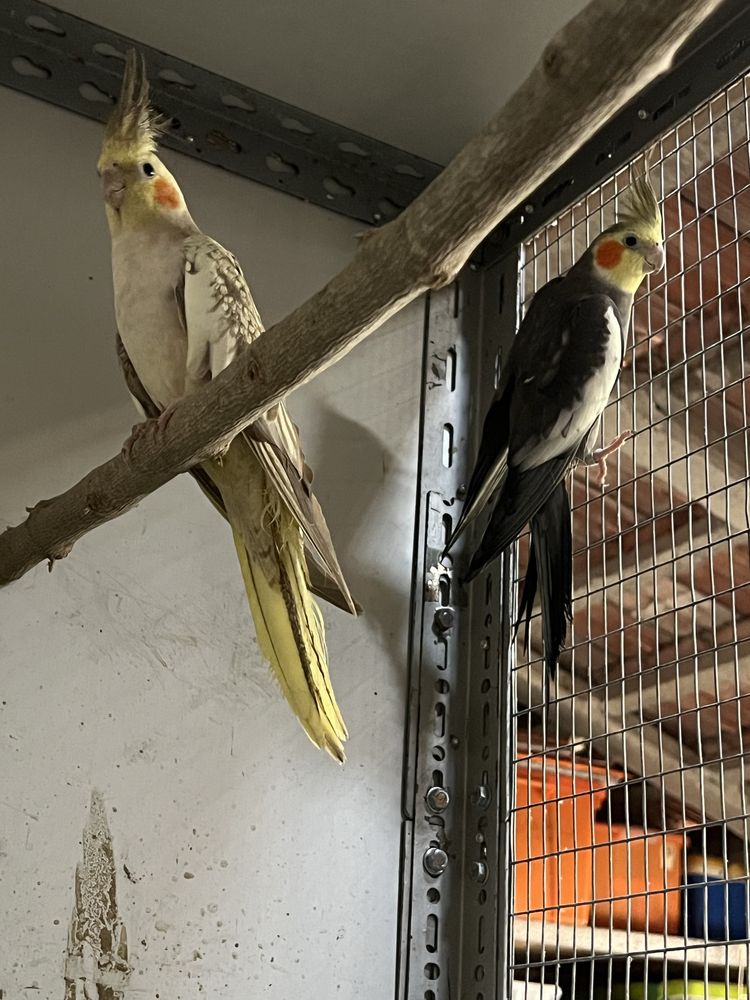 Casal caturras reprodutor