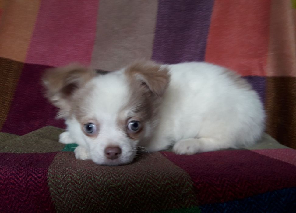 Chihuahua piesek długowłosy