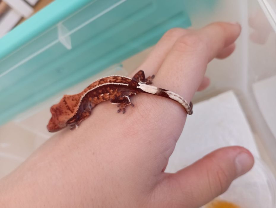 Sprzedam gekona orzęsionego