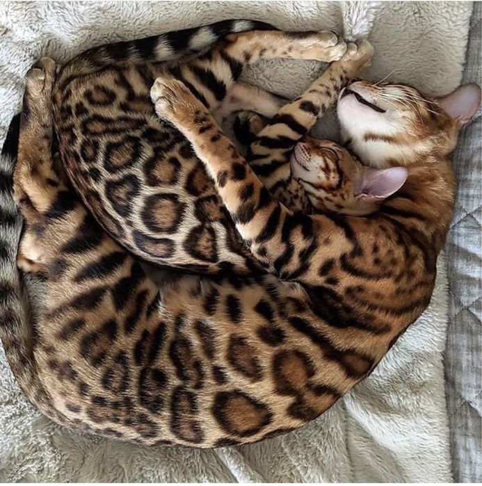 Бенгальские котята  Бенгальські кошенята