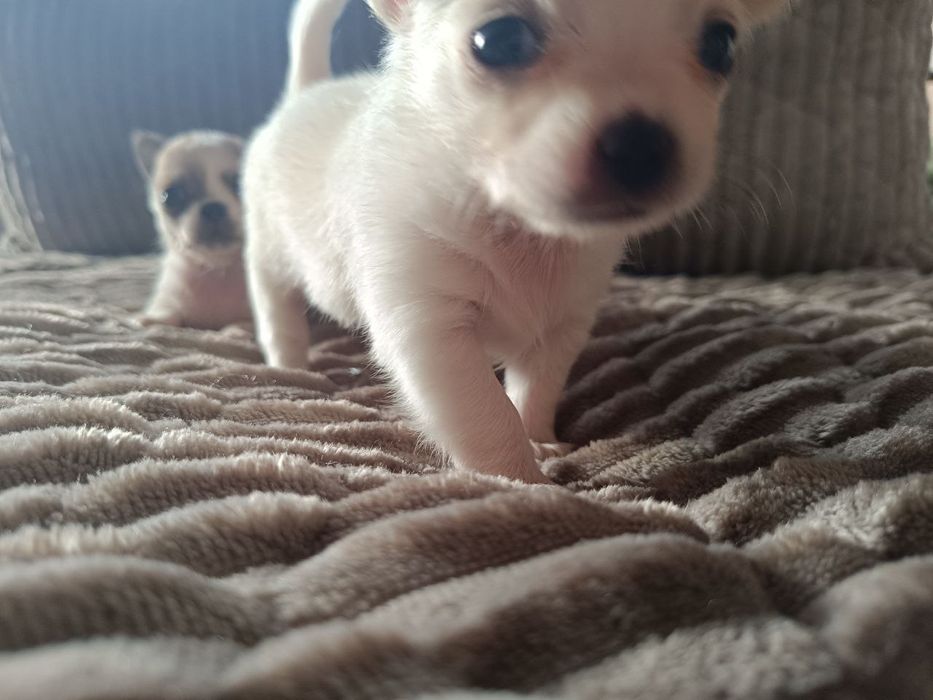 Продам собак чихуахуа