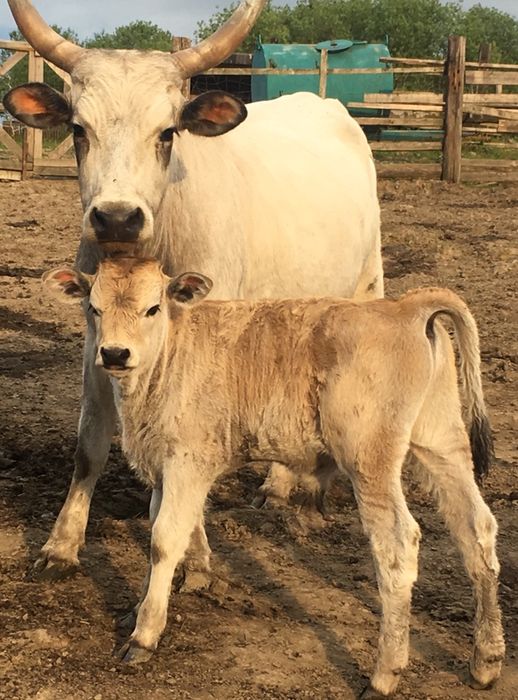 Продам бичка угорськоі сіроі корови