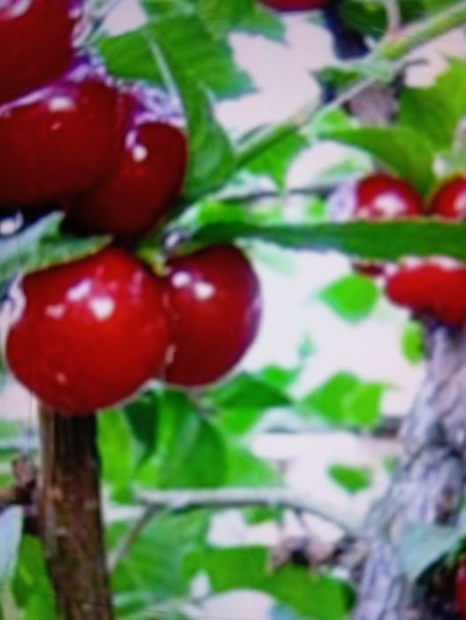 Вишня войлочная (Китайская) кусты