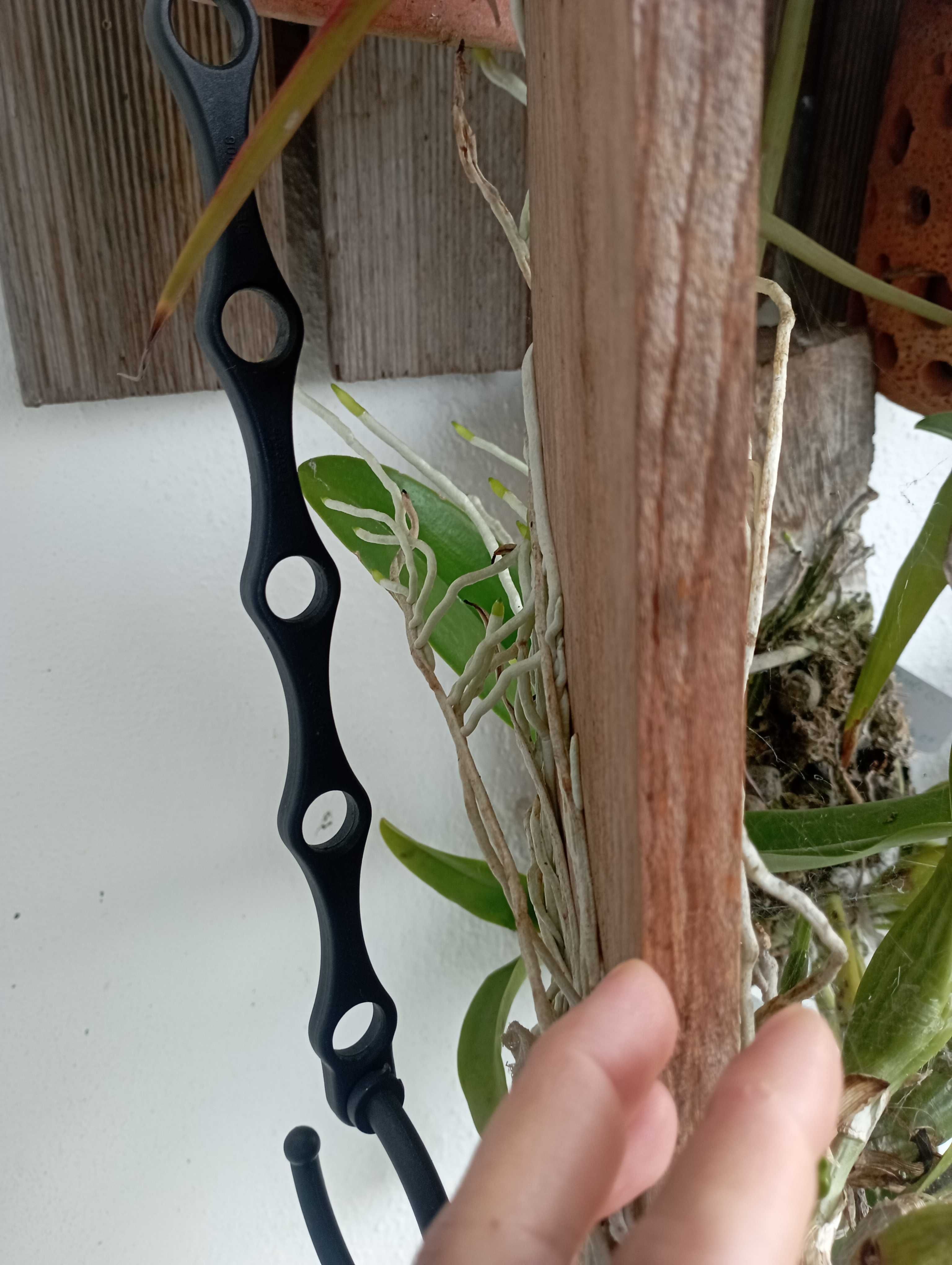 Orquídea calteya em tronco