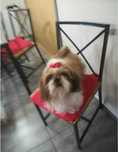 Oddam suczke shih tzu