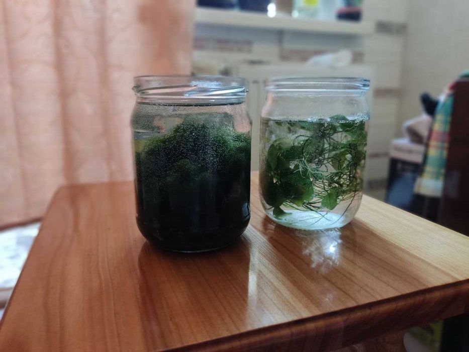 Рослини для акваріума: анубіаси та губки.