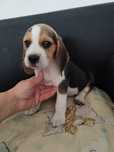 GOTOWY DO ODBIORU Piesek rasy Beagle po rodzicach z ustalonym profilem