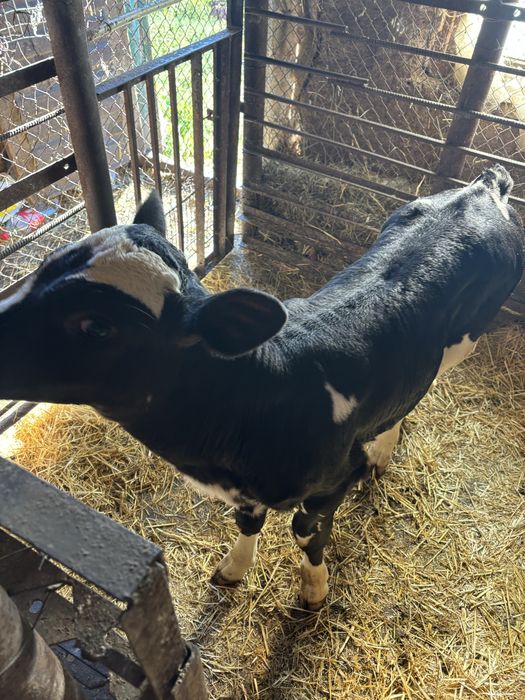 Продам теличку,теля від ш/о