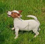 Suczka Jack Russell Terrier