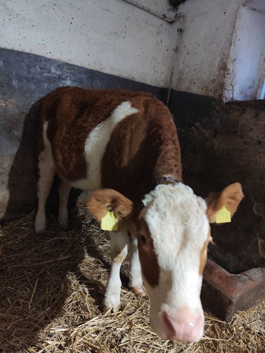 Sprzedam jałówkę na opas simental
