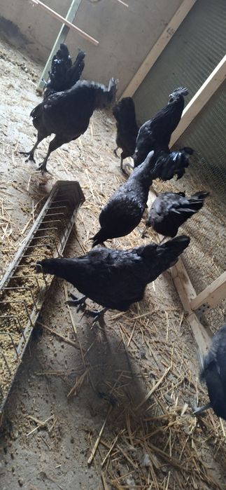 Ayam Cemani Szybka realizacija