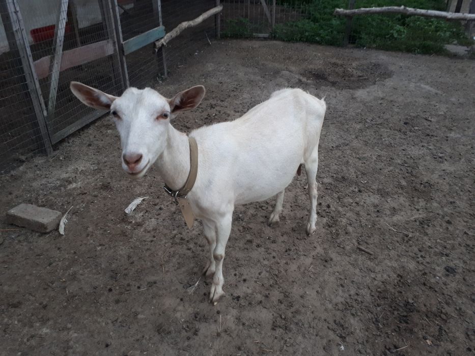 Продам зааненских коз.