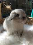 Karzełek baranek syjamski, królik miniaturka, (nie) mini lop, rasowy