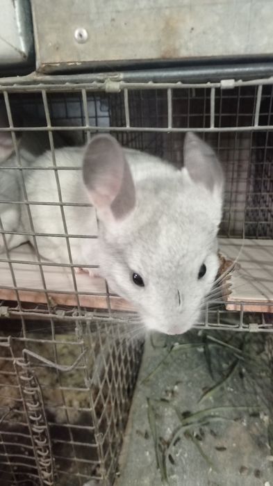 Чудові домашні тваринки