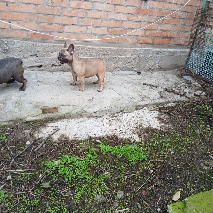 Голубые француженки 6 мес