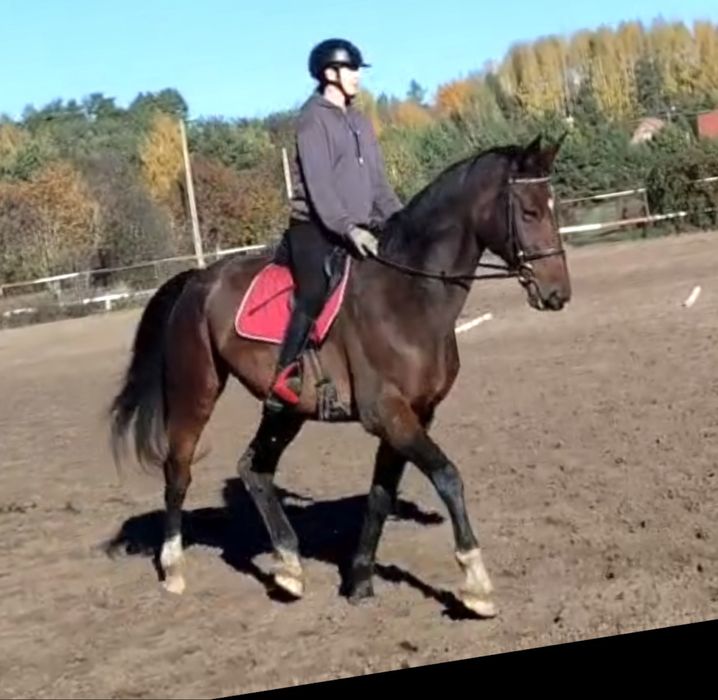 Klacz po Quality Time z matki na Palegro