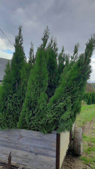Tuje Szmaragd 180-200cm