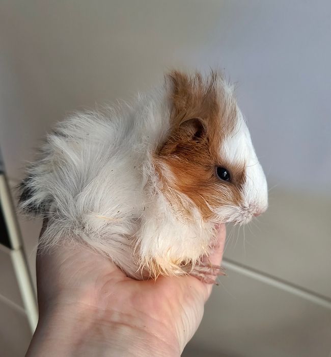 Świnki morskie maluszki gładkowłose i rozetki