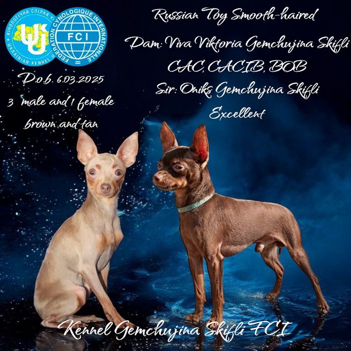 Rosyjski Toy (ratlerek), z dokumentami FCI