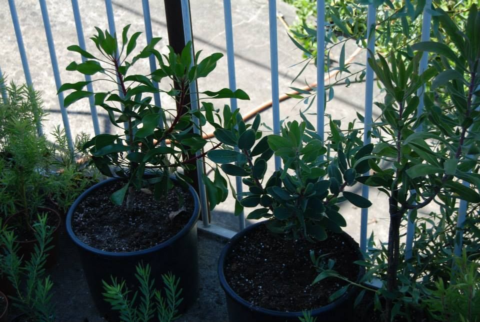 Plantas e vasos Proteas