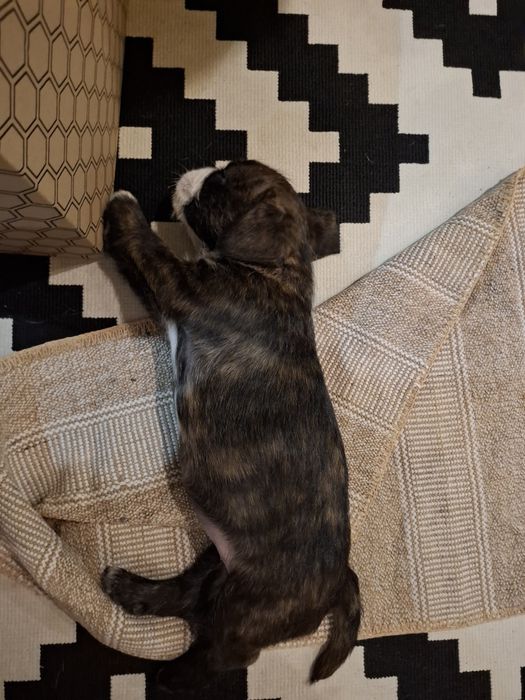 Oddam pieska tylko do dobrego domu!