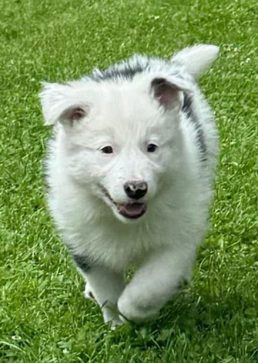 Border collie piesek