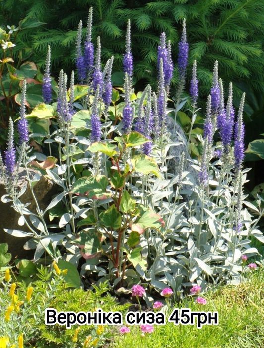 Вероника простертая многолетняя, грунтопокривна вероніка багаторічна