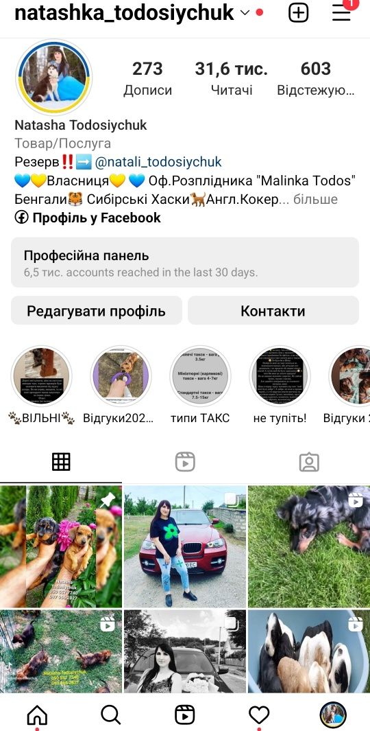 Великий вибір таксят (та інші породи)