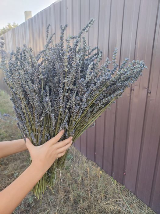 Лаванда букет сушена