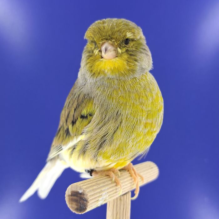 Kanarek, samczyk 01- sprzedam, Wrocław