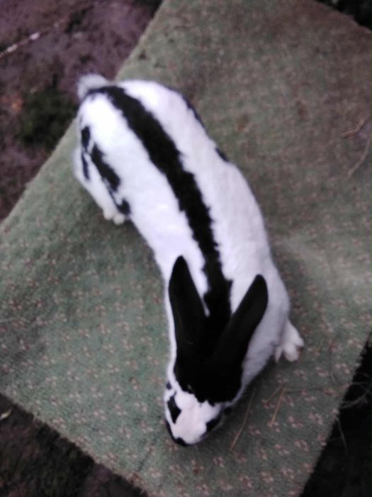 Sprzedam samce i samice Olbrzym Srokacz Czarny (OSC)