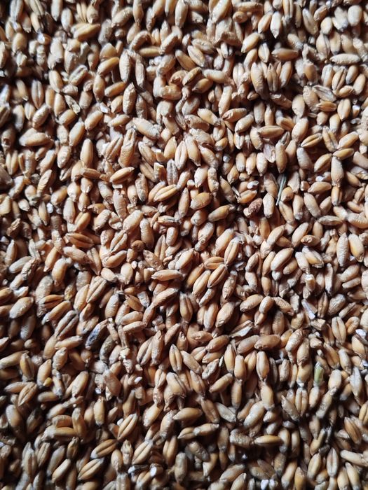 Pszenica 80 Pszenżyto 80 Owies 70 możliwość transportu.