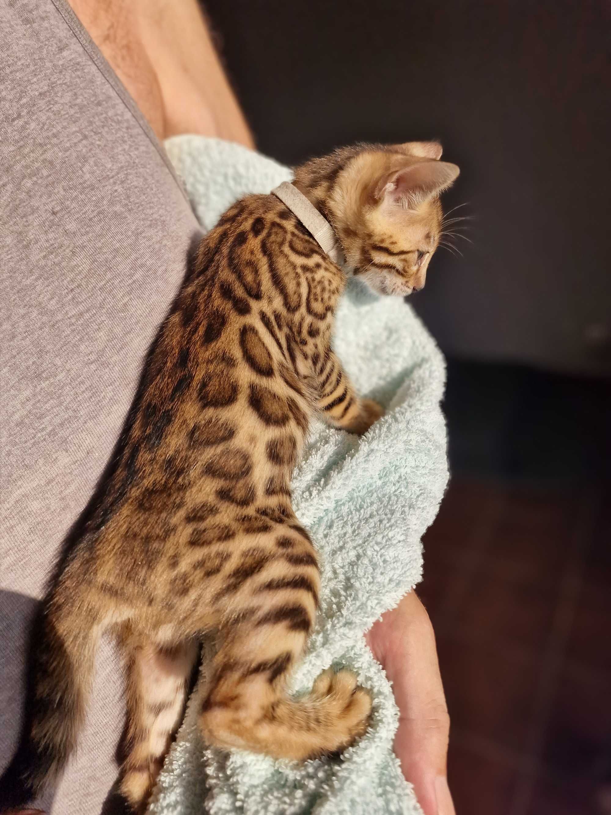 Gatinho de bengala