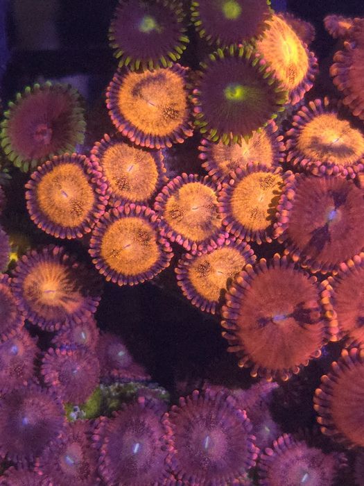 Zoanthus Alien Explosion 20 Główek!! Mega FLUOLAMPS WYSYLKI