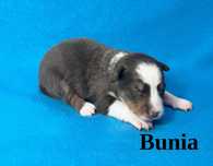 Border Collie, Suczka z Rodowodem, Rodzice przebadani, Bunia