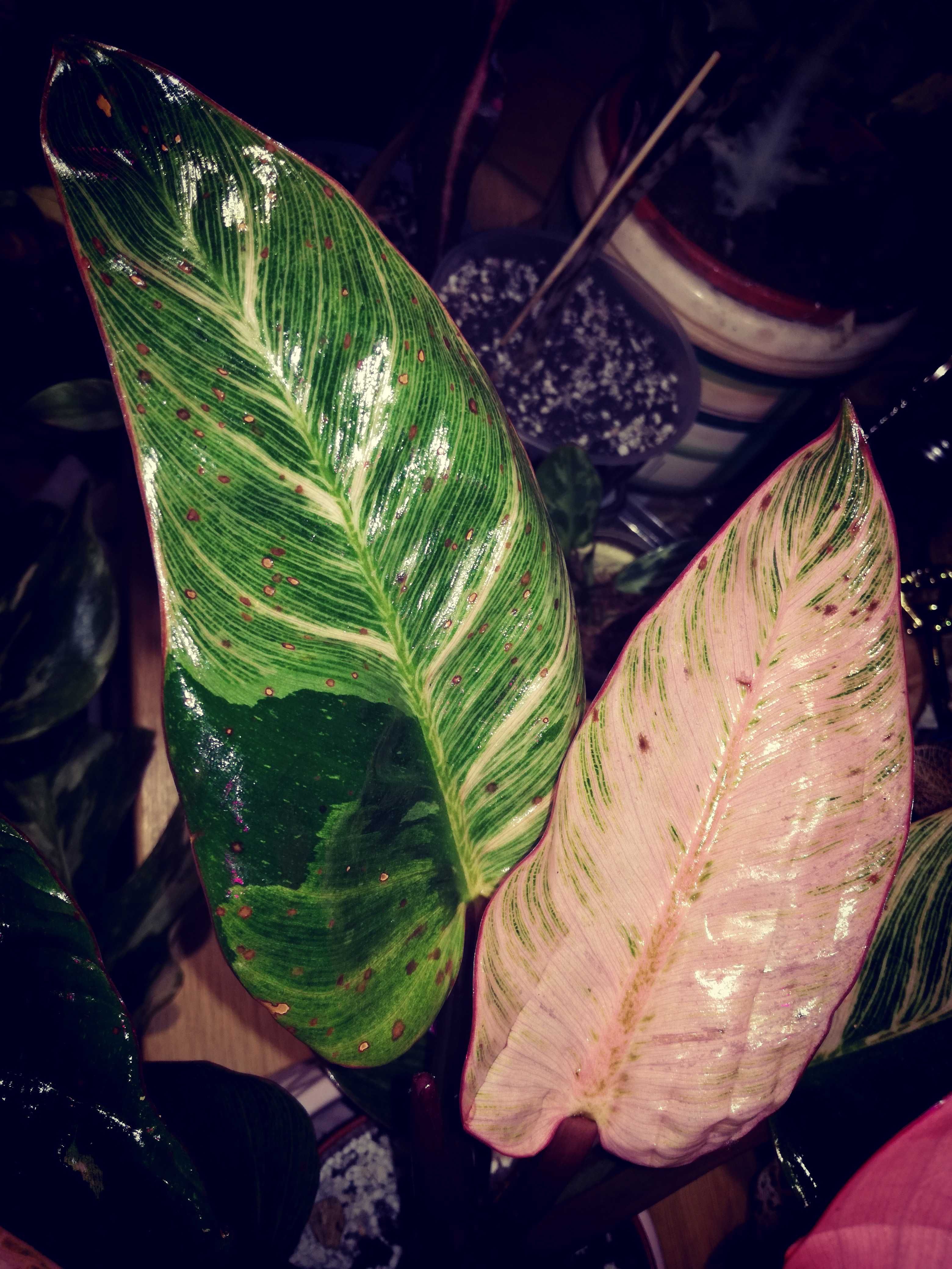 Philodendron Birkin Pink Variegata RARYTAS roślina kwiat monstera