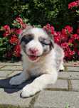 Ostatnie dostępne Szczenię border collie blue merle, niebieskie oczy
