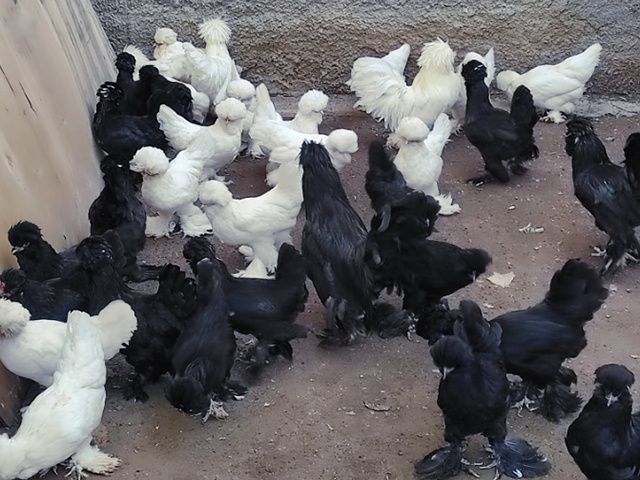 Яйце інкубаційне,курчата, Султанка біла, чорна.