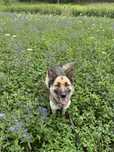 Owczarek niemiecki, sunia, do adopcji