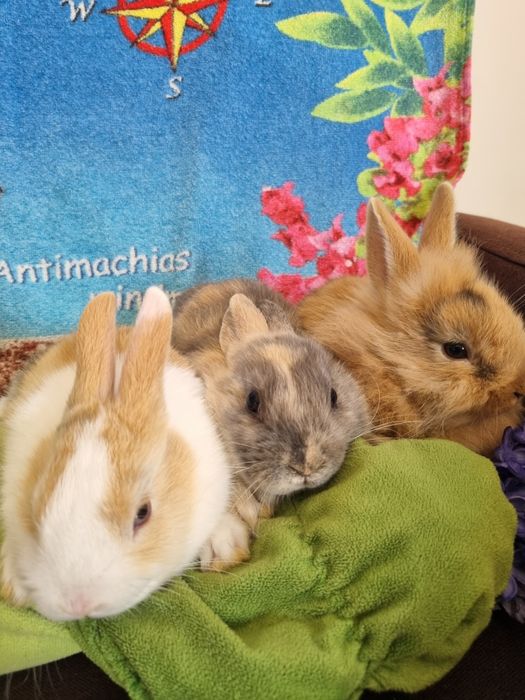 Króliki Miniaturki 2 miesięczne